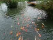 Pro_Images/P����ɳ�齭��-���^�~�أ�